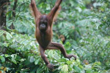 Borneo