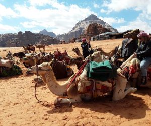 Camel Rides at Wadi Rum