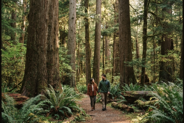Cathedral Grove on Vancouver Island