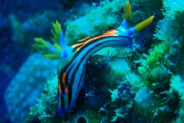 Diving 5