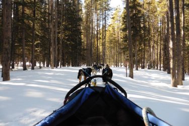 Dog Sledding Banff