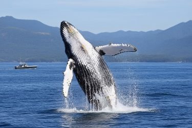Go Whale-Watching at Hermanus, South Africa Go Whale-Watching at Hermanus, South Africa