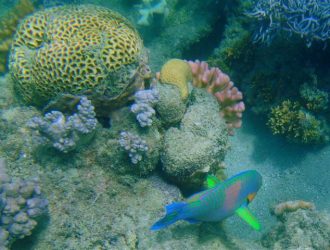 Great Barrier Reef