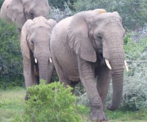 Hwange National Park in Zimbabwe