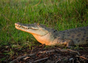 Kakadu NP