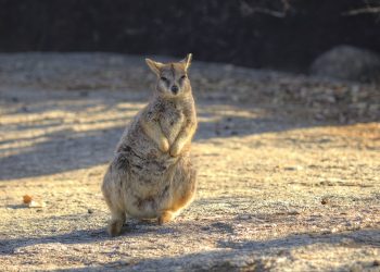 Kangaroo Island