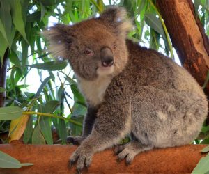 Koala