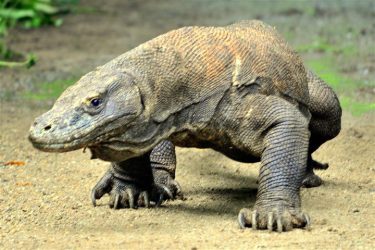 Komodo Island1