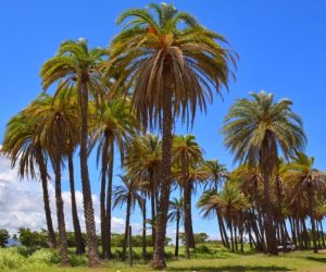 Lautoka4