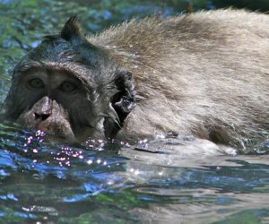 Macaque Monkey taking a swim in Monkey Forest, Ubud, Bali.