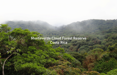 Monteverde Cloud Forest Reserve Costa Rica