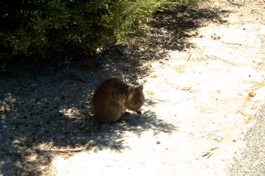 Perth Zoo