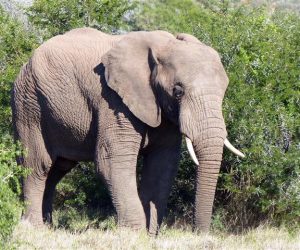 Queen Elizabeth National Park in Uganda