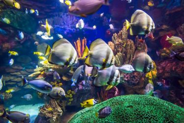 Ripleys Aquarium of Canada