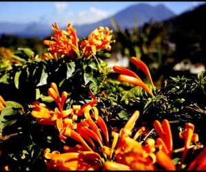 San Pedro La Laguna, Guatemala.
