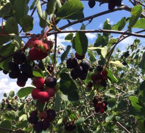 Saskatoon Berry Farm