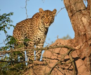 South Luangwa National Park in Zambia