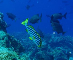 diving2