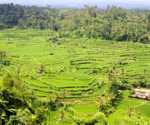 rice terraces near Rendang, Bali.
